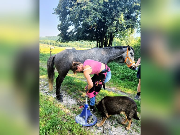 Connemara Stute 4 Jahre 135 cm Schimmel in Modrzewie