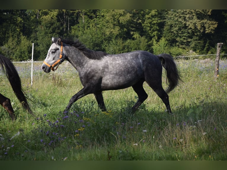 Connemara Stute 4 Jahre 135 cm Schimmel in Modrzewie