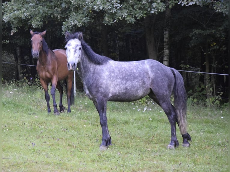 Connemara Stute 4 Jahre 135 cm Schimmel in Modrzewie