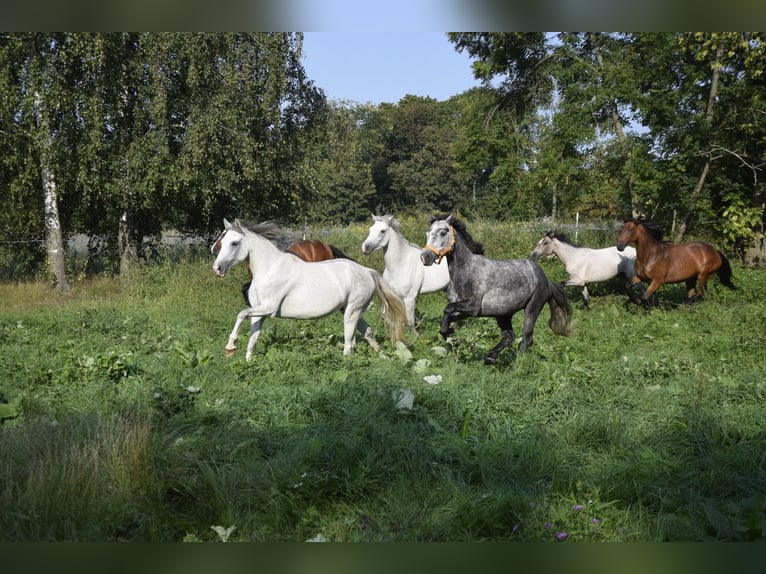 Connemara Stute 4 Jahre 135 cm Schimmel in Modrzewie