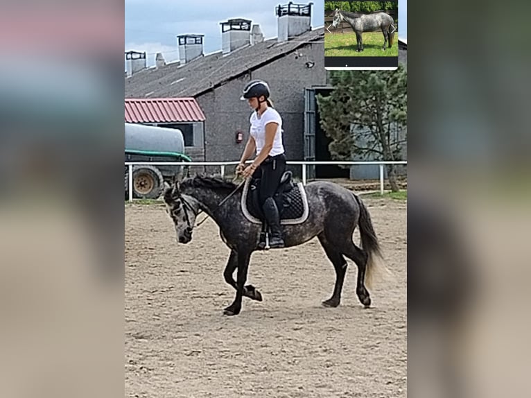 Connemara Stute 4 Jahre 135 cm Schimmel in Modrzewie