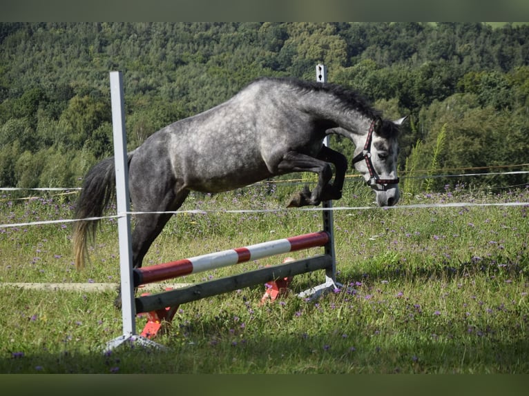 Connemara Stute 4 Jahre 135 cm Schimmel in Modrzewie
