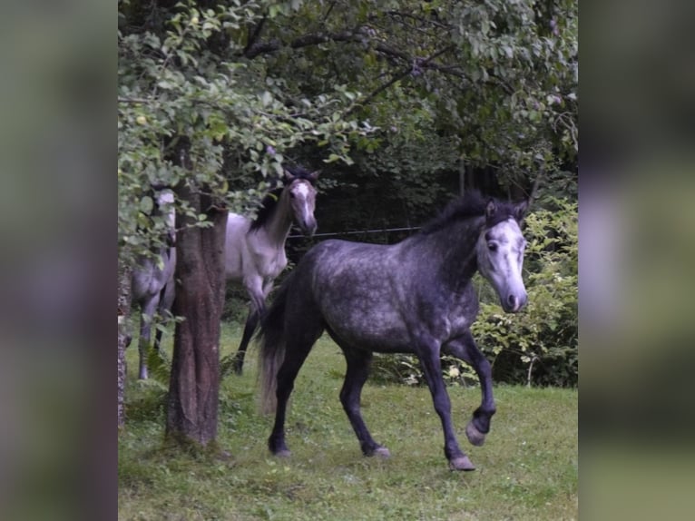 Connemara Stute 4 Jahre 135 cm Schimmel in Modrzewie
