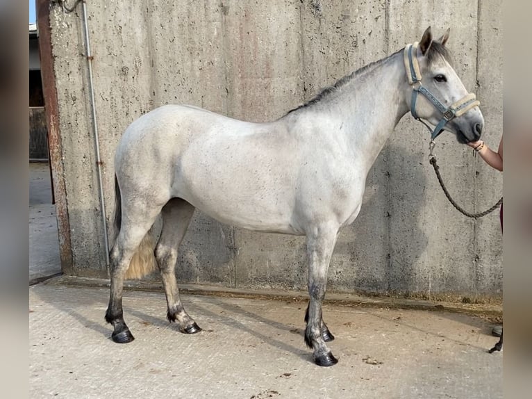 Connemara Stute 4 Jahre 138 cm Schimmel in Sligo