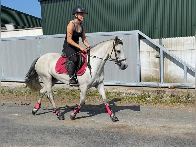 Connemara Stute 4 Jahre 138 cm Schimmel in Sligo
