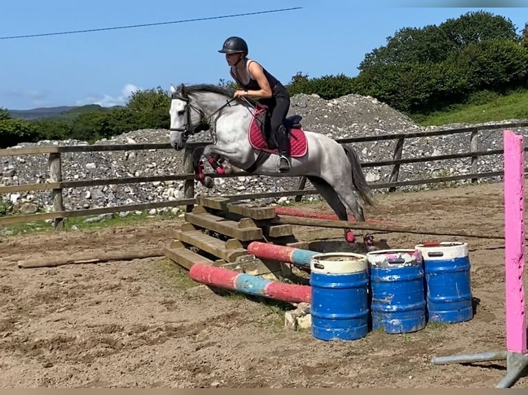 Connemara Stute 4 Jahre 138 cm Schimmel in Sligo