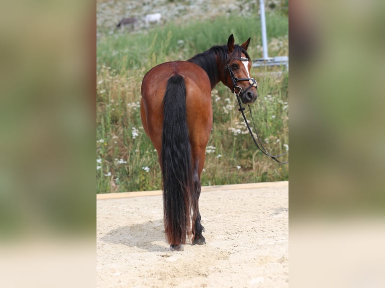 Connemara Stute 4 Jahre 139 cm Brauner in Zürich