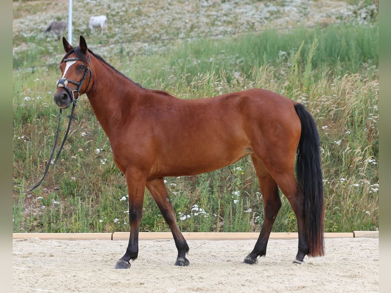 Connemara Stute 4 Jahre 139 cm Brauner in Zürich