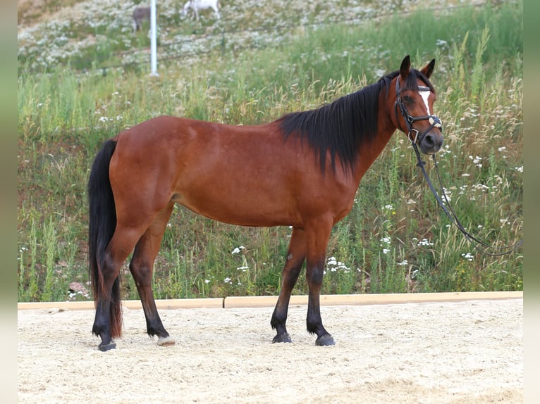 Connemara Stute 4 Jahre 139 cm Brauner in Zürich