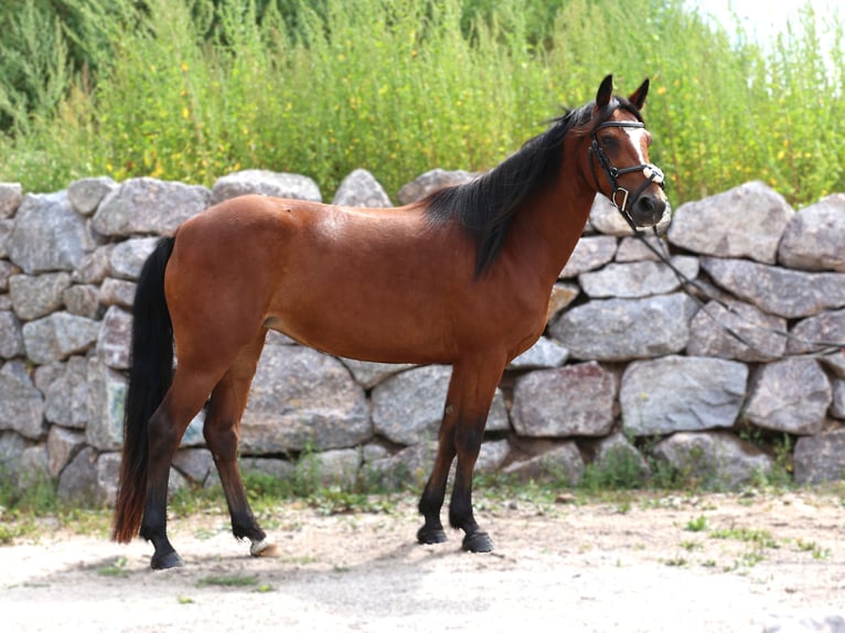 Connemara Stute 4 Jahre 139 cm Brauner in Zürich