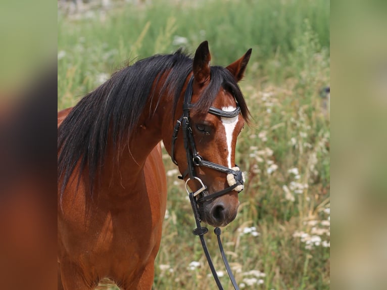Connemara Stute 4 Jahre 139 cm Brauner in Zürich