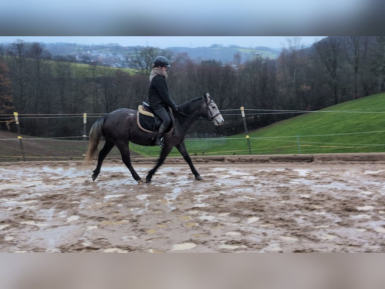 Connemara Stute 4 Jahre 140 cm Blauschimmel in Morsbach