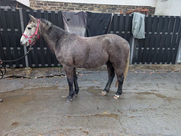 Connemara Stute 4 Jahre 140 cm Blauschimmel in Morsbach