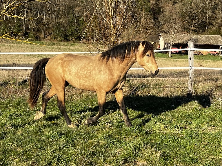 Connemara Stute 4 Jahre 140 cm Brauner in SAINT ROMAN