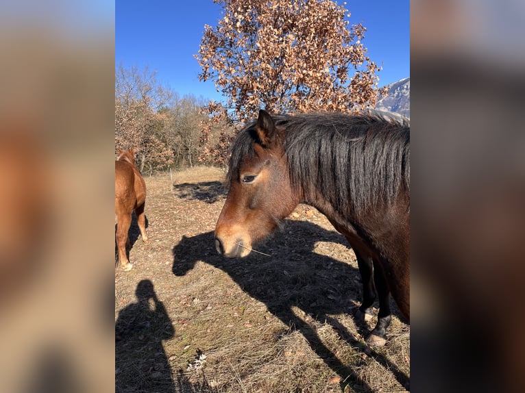 Connemara Stute 4 Jahre 140 cm Brauner in SAINT ROMAN