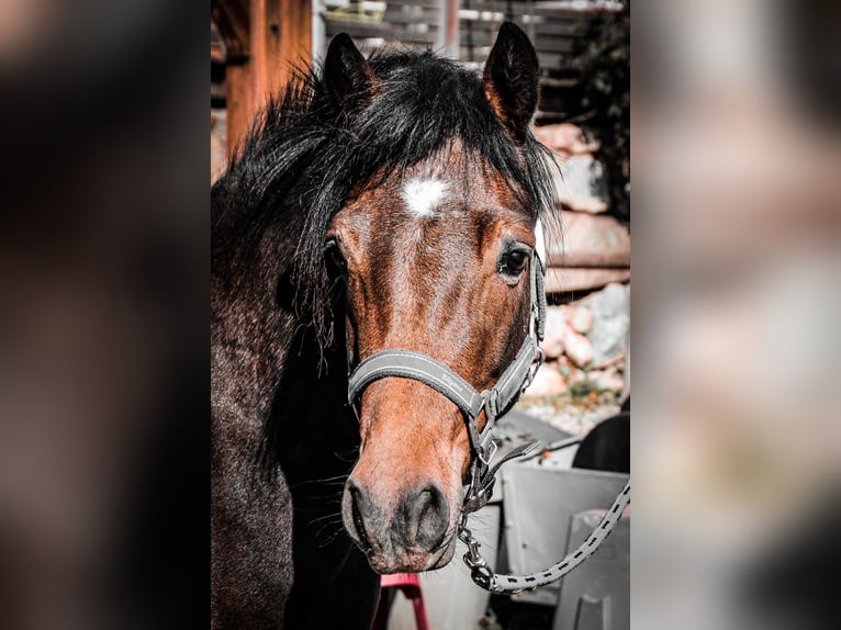 Connemara Stute 4 Jahre 140 cm Brauner in SAINT ROMAN