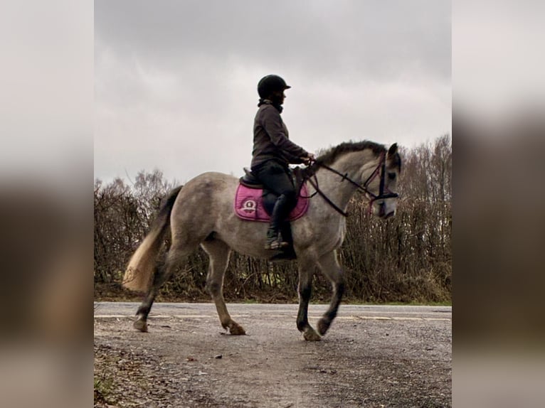 Connemara Stute 4 Jahre 140 cm Schimmel in Ruette