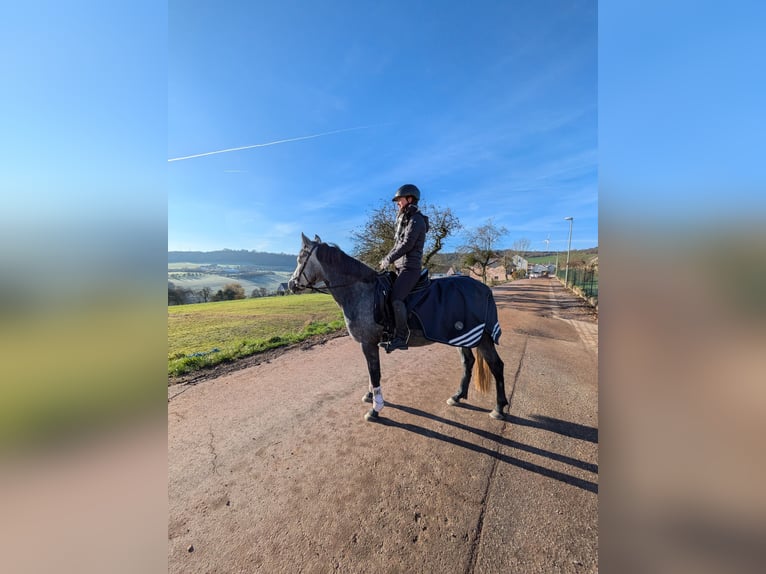Connemara Mix Stute 4 Jahre 142 cm Rotschimmel in Mettlach Wehingen