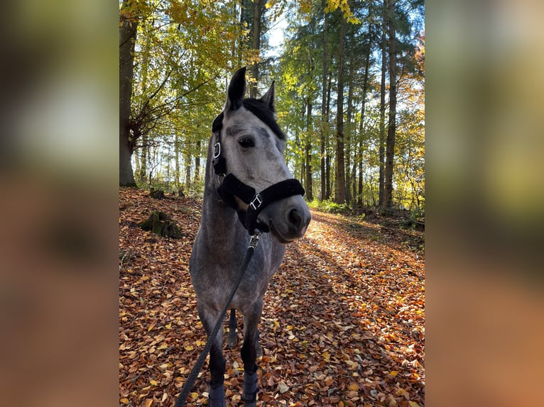 Connemara Mix Stute 4 Jahre 142 cm Rotschimmel in Mettlach Wehingen