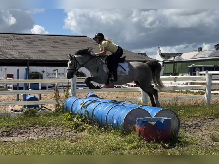 Connemara Stute 4 Jahre 143 cm Apfelschimmel in Mountrath, Co. Laois