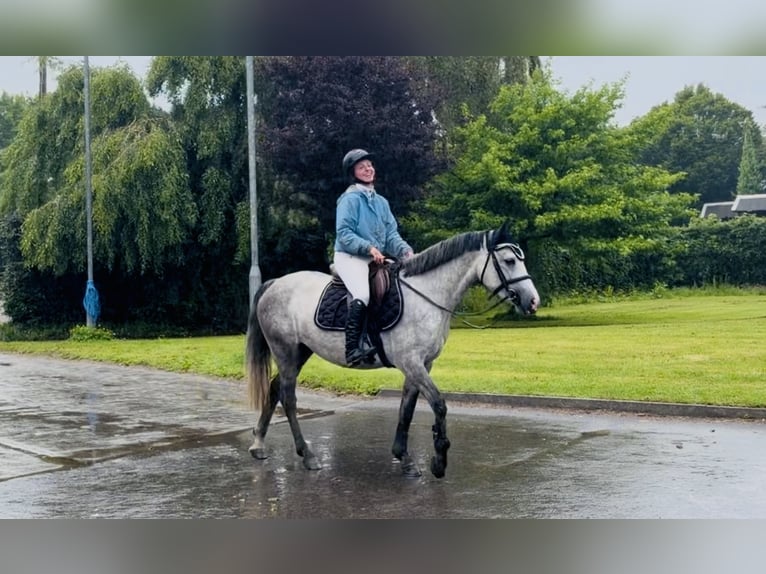 Connemara Stute 4 Jahre 143 cm Apfelschimmel in Mountrath, Co. Laois