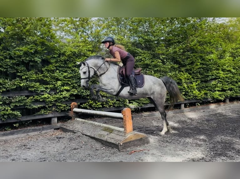Connemara Stute 4 Jahre 143 cm Apfelschimmel in Mountrath, Co. Laois