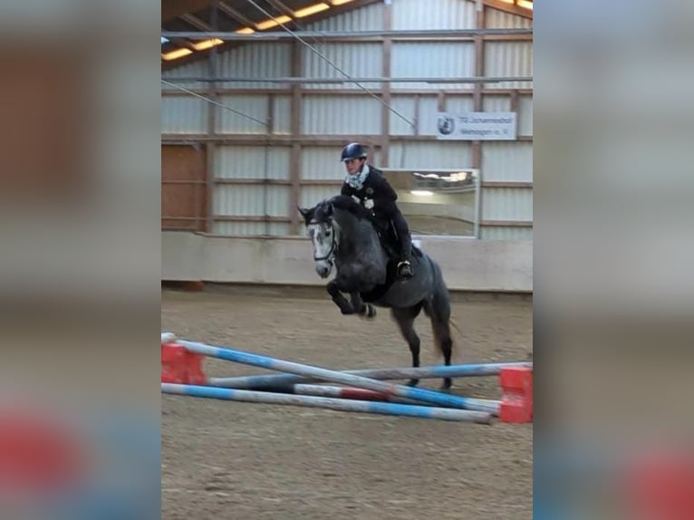 Connemara Mix Stute 4 Jahre 143 cm Rotschimmel in Mettlach