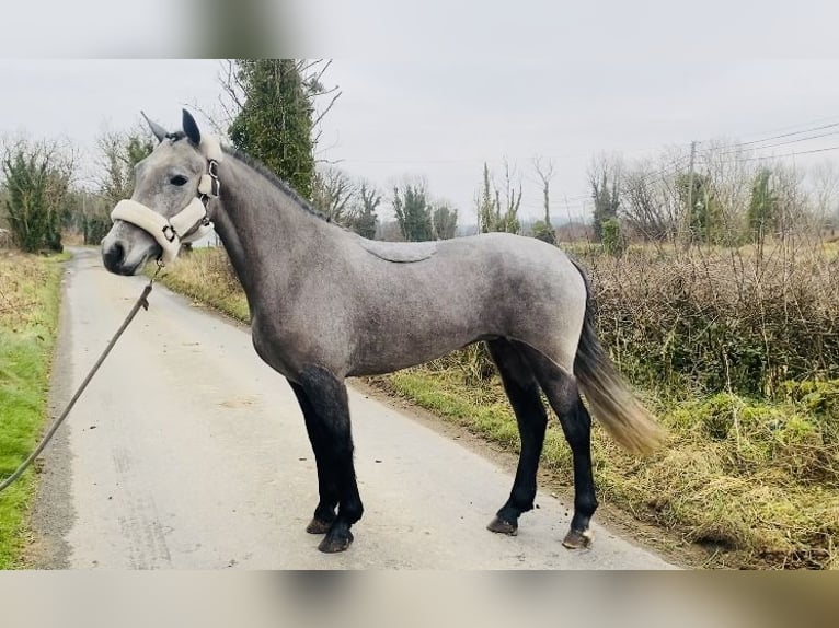 Connemara Stute 4 Jahre 143 cm Schimmel in Sligo