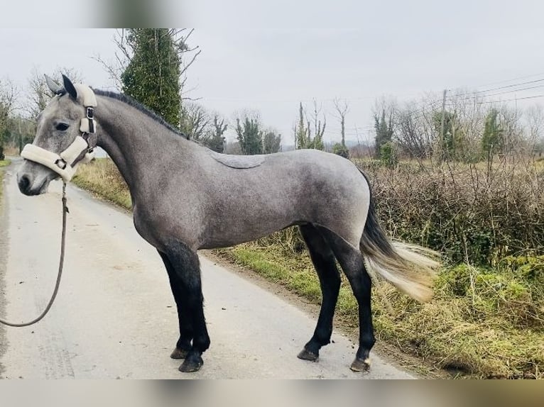 Connemara Stute 4 Jahre 143 cm Schimmel in Sligo