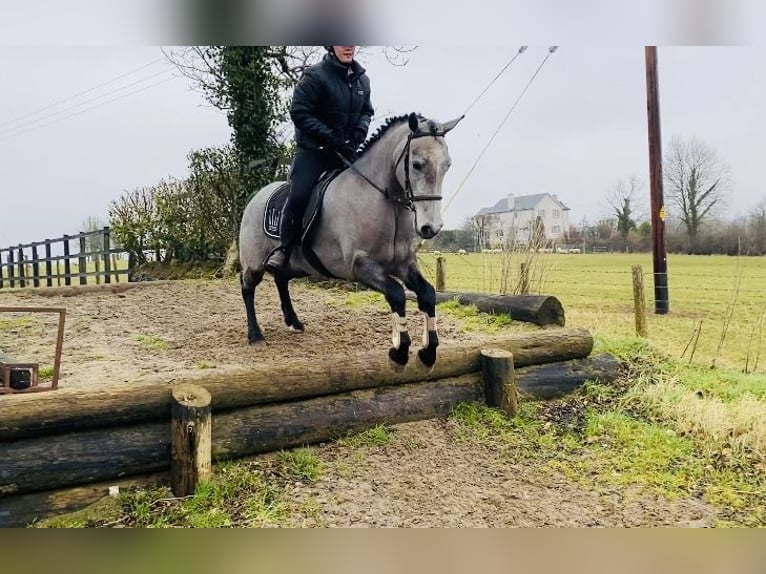 Connemara Stute 4 Jahre 143 cm Schimmel in Sligo