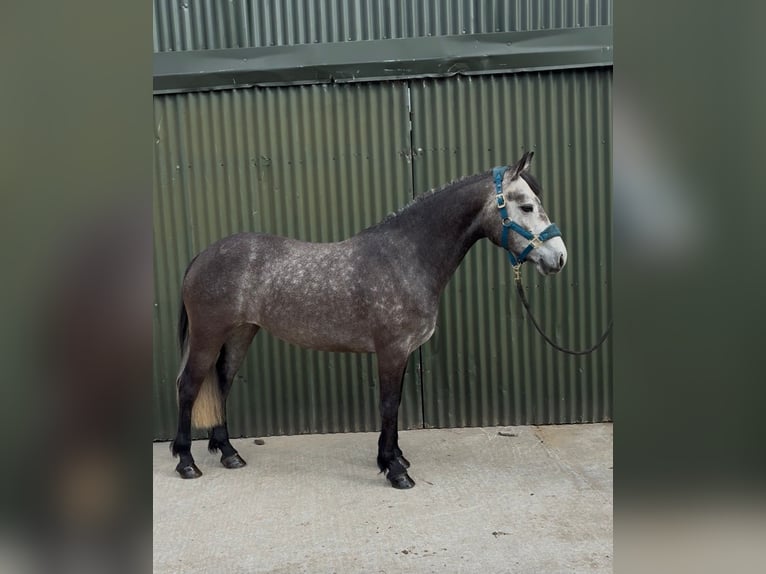 Connemara Stute 4 Jahre 144 cm Apfelschimmel in Sligo