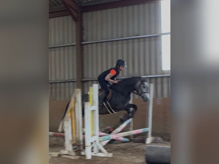 Connemara Stute 4 Jahre 144 cm Apfelschimmel in Sligo