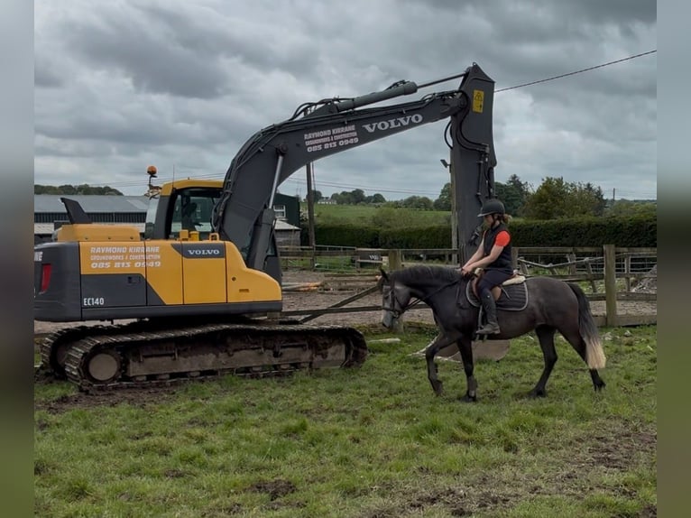 Connemara Stute 4 Jahre 144 cm Apfelschimmel in Sligo