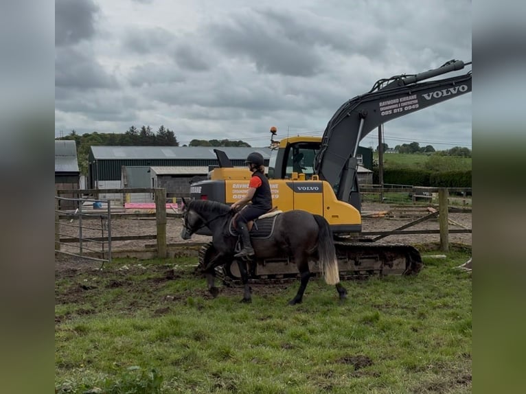 Connemara Stute 4 Jahre 144 cm Apfelschimmel in Sligo