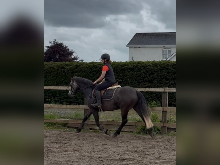 Connemara Stute 4 Jahre 144 cm Apfelschimmel in Sligo