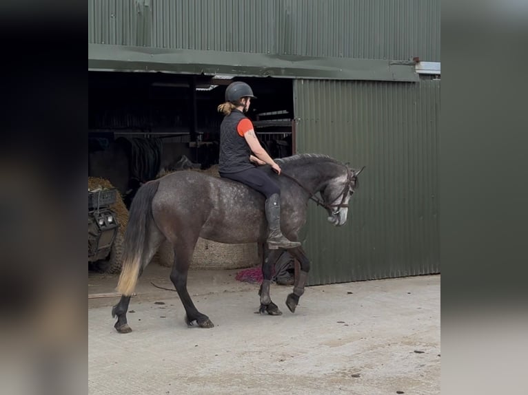 Connemara Stute 4 Jahre 144 cm Apfelschimmel in Sligo