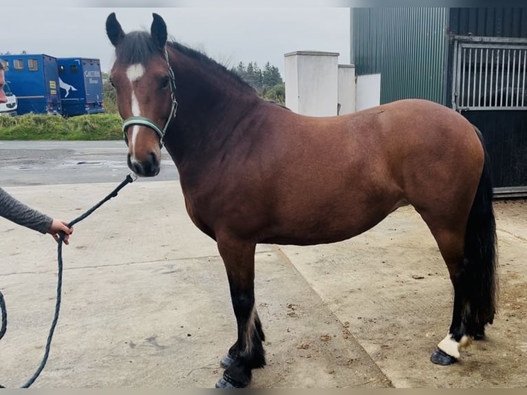 Connemara Stute 4 Jahre 144 cm Brauner in Sligo
