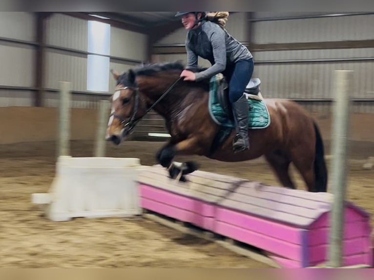 Connemara Stute 4 Jahre 144 cm Brauner in Sligo