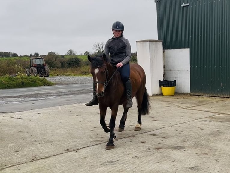 Connemara Stute 4 Jahre 144 cm Brauner in Sligo