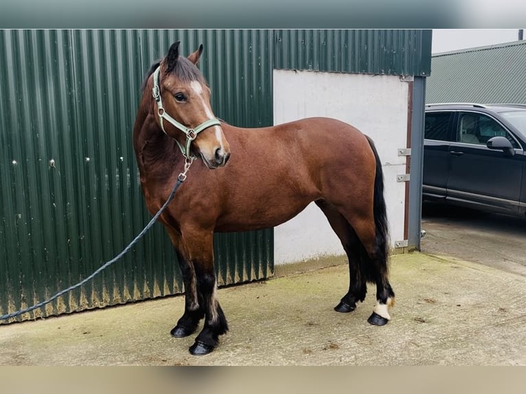 Connemara Stute 4 Jahre 144 cm Brauner in Sligo