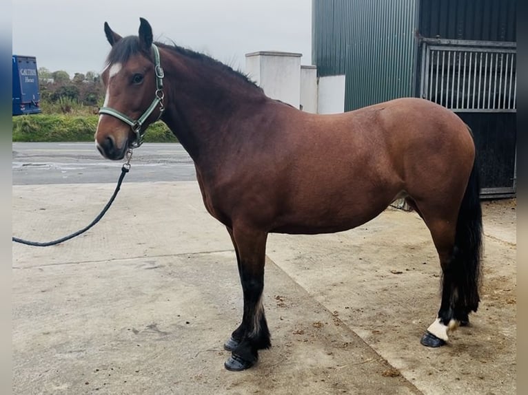 Connemara Stute 4 Jahre 144 cm Brauner in Sligo