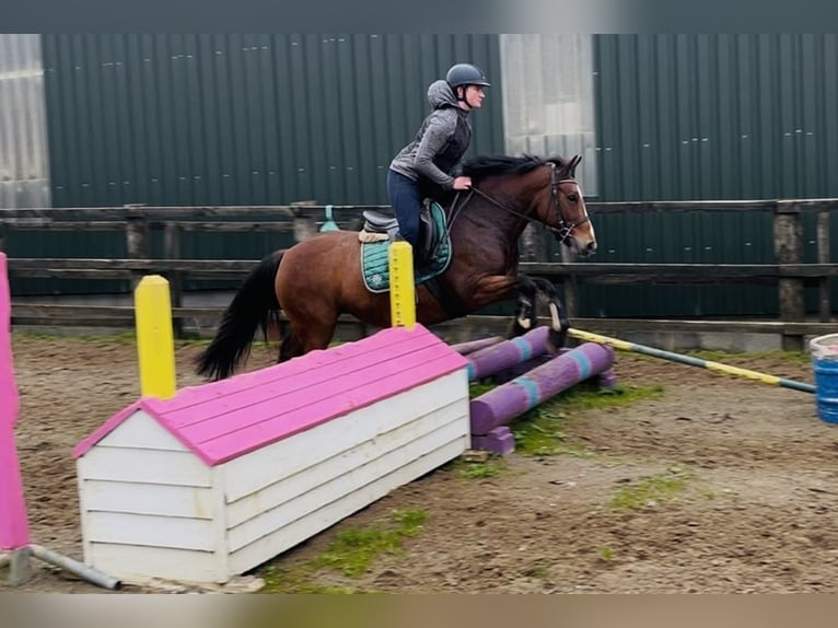 Connemara Stute 4 Jahre 144 cm Brauner in Sligo