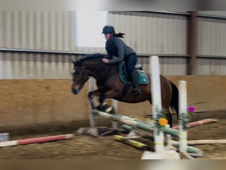 Connemara Stute 4 Jahre 144 cm Brauner in Sligo