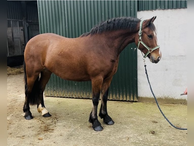 Connemara Stute 4 Jahre 144 cm Brauner in Sligo