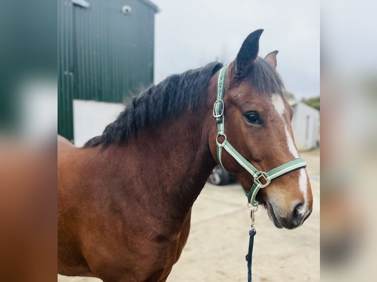 Connemara Stute 4 Jahre 144 cm Brauner in Sligo