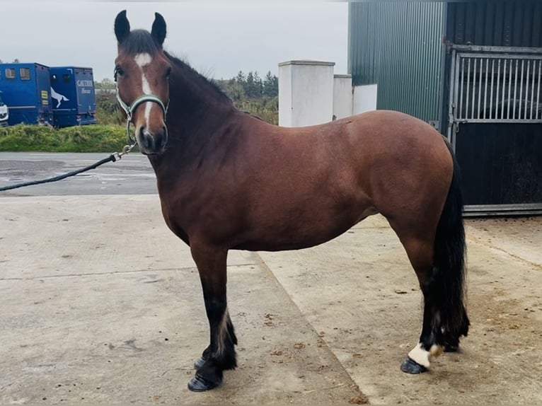 Connemara Stute 4 Jahre 144 cm Brauner in Sligo