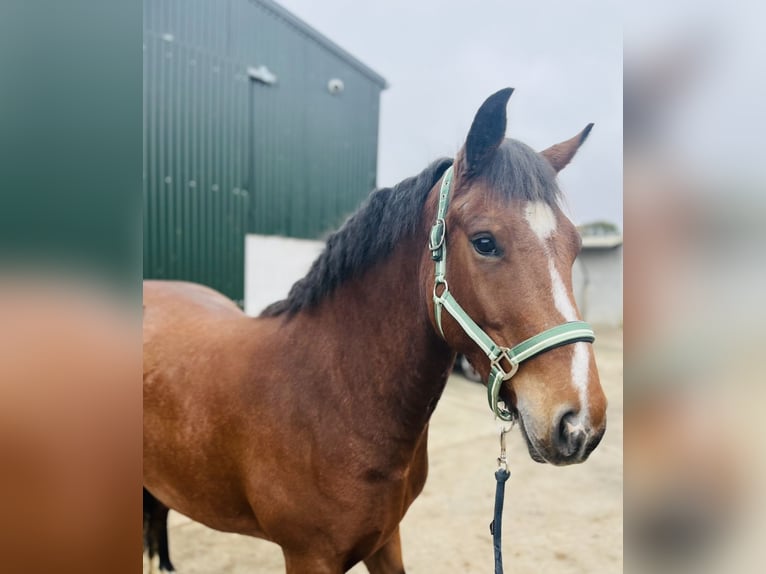 Connemara Stute 4 Jahre 144 cm Brauner in Sligo
