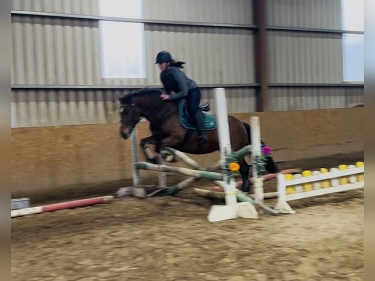 Connemara Stute 4 Jahre 144 cm Brauner in Sligo