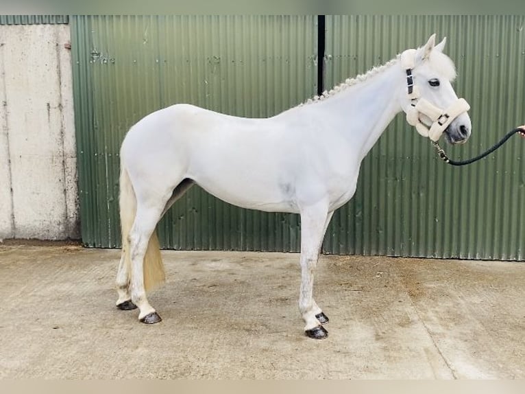 Connemara Stute 4 Jahre 144 cm Schimmel in Sligo