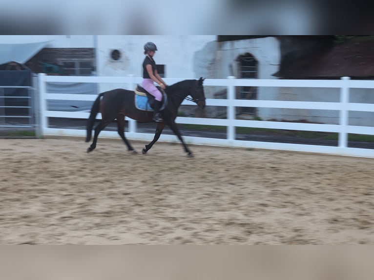 Connemara Stute 4 Jahre 145 cm Brauner in Morsbach